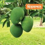 Khirsapat Mango 20 KG