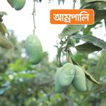 Aamropali Mango 20 KG