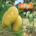 Katimoon Mango 10 KG